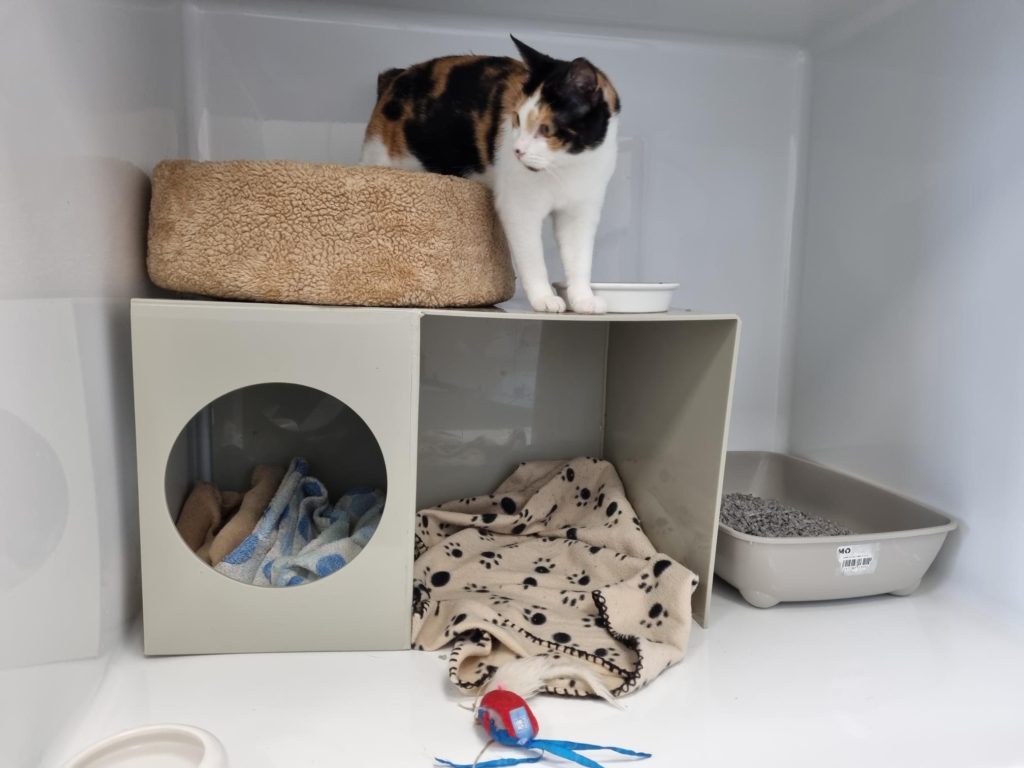 kattenhotel 2023